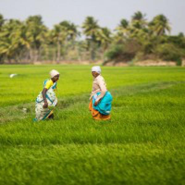 Government working hard to double farmers#39; income by 2022: Gajendra Singh Shekhawat