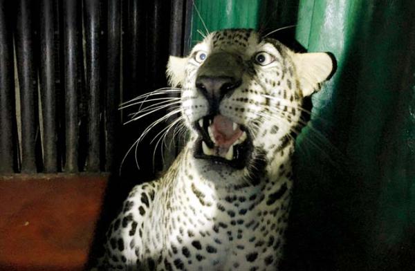 Night's watch helps forest officials nab leopard