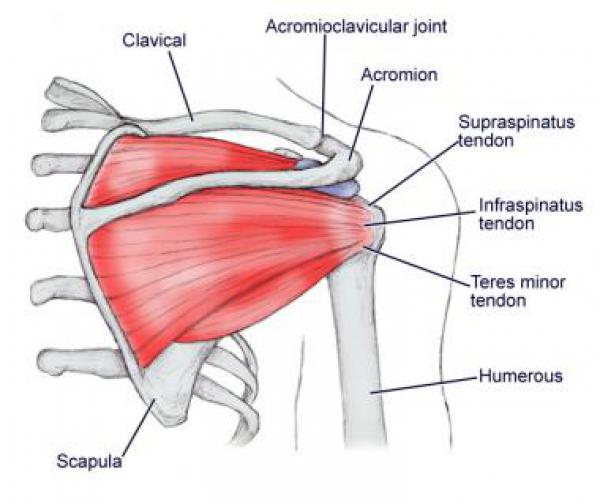 M Supra et infraspinatus